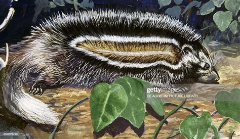 Maned Rat Or Crested Rat Muridae Drawing News Photo Getty Images
