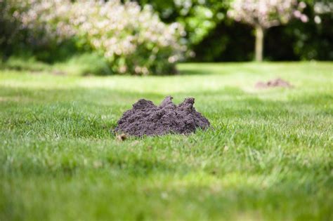 Heres How To Get Rid Of Moles In Your Yard According To The Pros