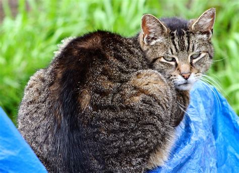 People that were infected move throughout everyone that was in the area 2. Gizmo Tabby | The Feral Life Cat Blog
