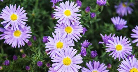 We did not find results for: 9 Best Summer Flowers