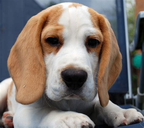 Unique puppy names and popular puppy names. 33 Fantastic Lemon Beagle Facts - From History To Present Day