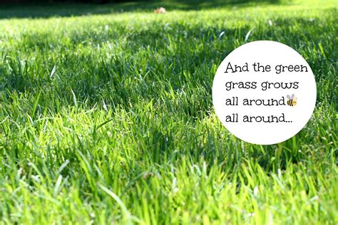 Techniques for killing a zoysia grass lawn including little known tips from experts. Zoysia grass in the Carolina's, is it right for you? - Debbiedoos