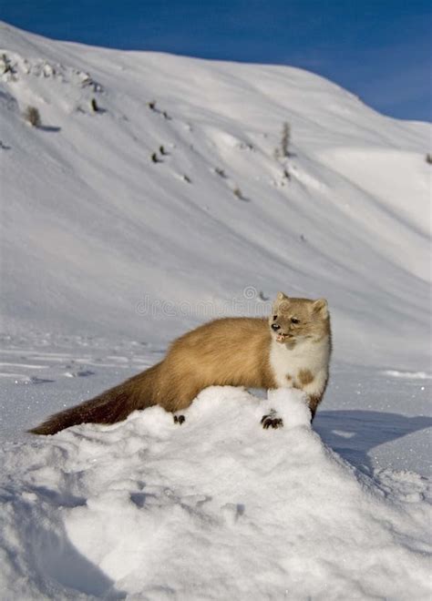 Weasel In Mountain Snow Stock Photo Image Of Mammal Rugged 7561882