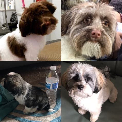 How Theyve Aged Challenge Havanese Edition I Know Havanese Are Known