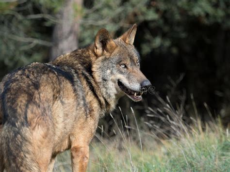 Male Of Iberian Wolf Canis Lupus Signatus Stock Photo Image Of Color