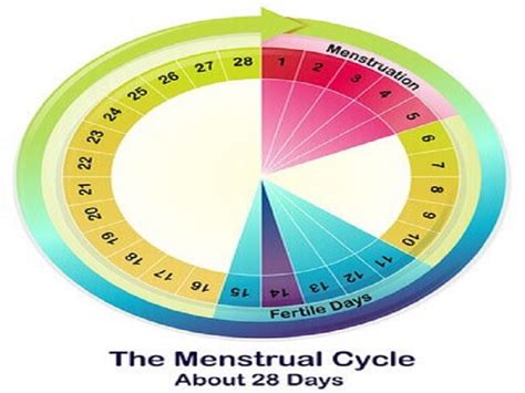 Komali Fertility Centre Ovulation Cycle Menstruation Cycle