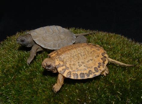 The North American Wood Turtle Glyptemys Insculpta Could Be The Most