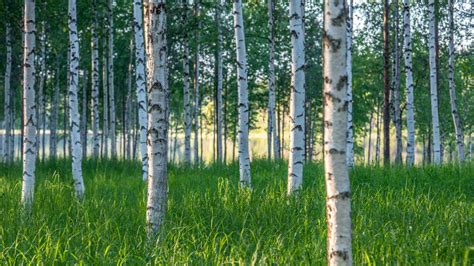 Summer In Lapland Arctic Light 247 And Lush Green Shades Film Lapland