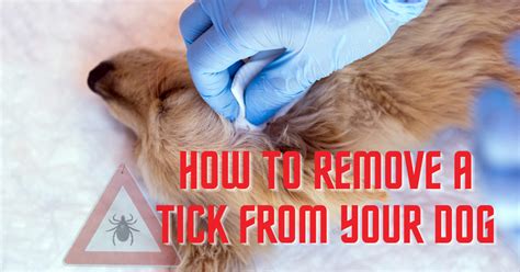 How To Remove A Tick From Your Dog Happy Tails Inc