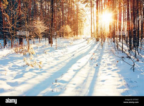 Landscape With Winter Forest And Bright Sunbeams Sunrise Sunset In