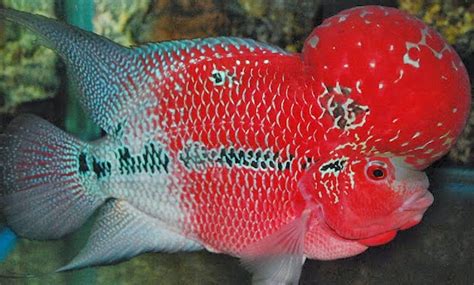 Gambar Ikan Lohan Simbol Keberuntungan Bagi Pemiliknya Gambar Hias