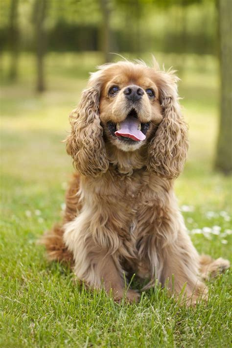 With a variety of different temperaments and behavior, there are medium dog breeds for every type of lifestyle! 25 Cutest Dog Breeds - Most Adorable Dogs