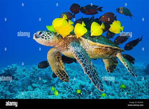 Green Sea Turtle Cleaned By Surgeonfishes Chelonia Mydas Kona Coast Big