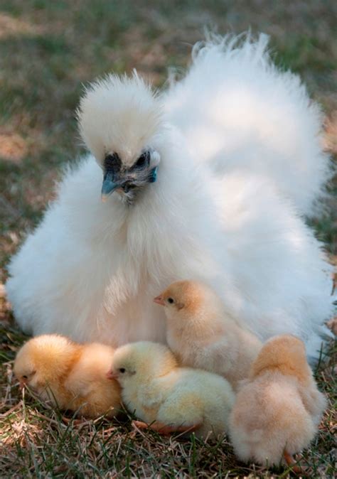 Incubating And Hatching Silkie Eggs Cluckin