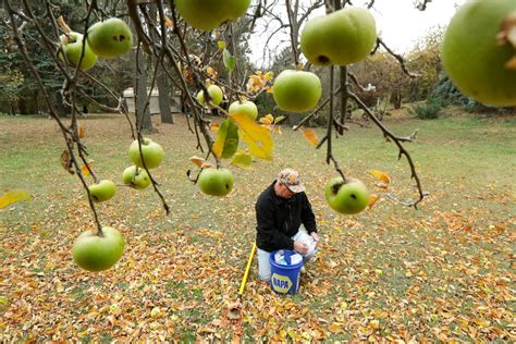 Botanists Scour Old Northwest Homesteads For Long Lost Apple Varieties