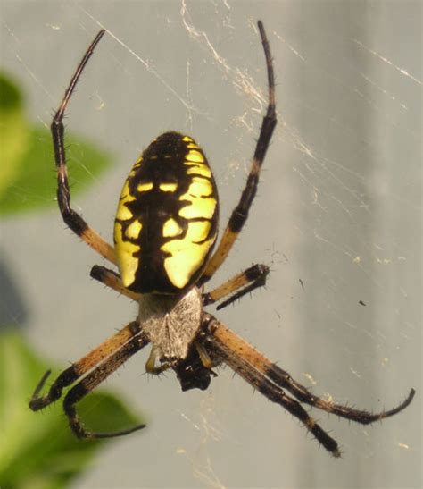 Yellow Garden Spider Whats That Bug