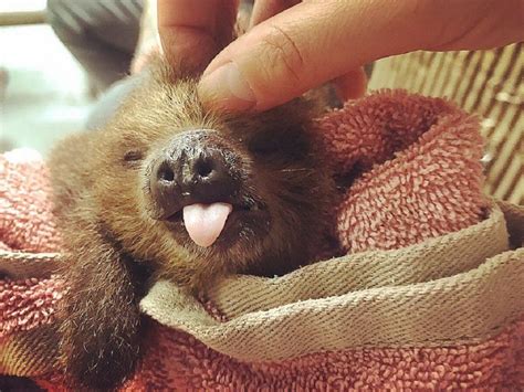 These Cute Photos Of Baby Sloths Are All Enough To Make
