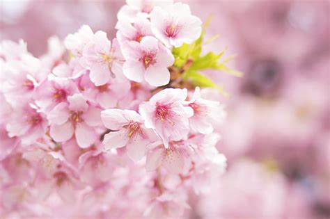 桜の商用利用可フリー写真素材4234 フォトック