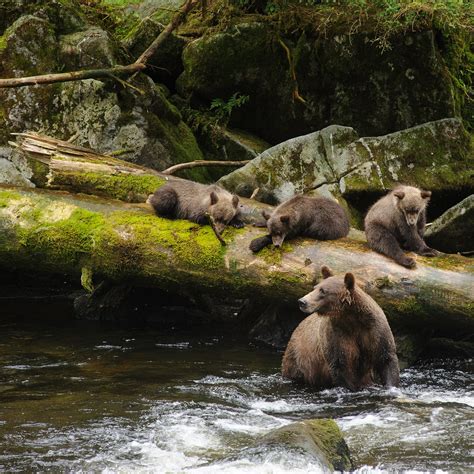 Trump Strips Protections From Tongass National Forest