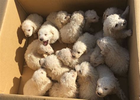 17 puppies at one time??? Sheepdog Gives Birth to 17 Puppies Setting New Record - Dog Fancast