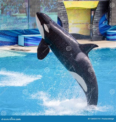 Killer Whale Orca Jumping From The Water At Sea World Editorial Stock