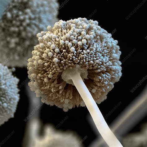 Aspergillus Niger Fungus Sem Stock Image B2501767 Science Photo