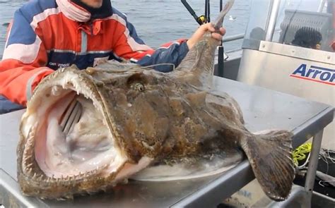 【戈登拉姆齐】海里最丑的鮟鱇鱼其实是极品 从捕捉拆解到烹饪完整教程哔哩哔哩bilibili