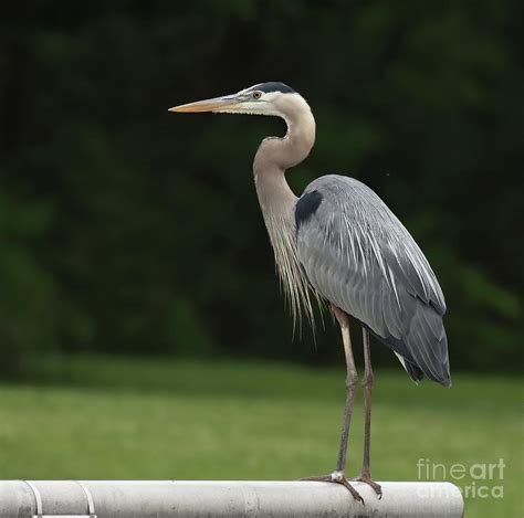 Great Blue Heron 69 Indiana Photograph By Steve Gass Pixels