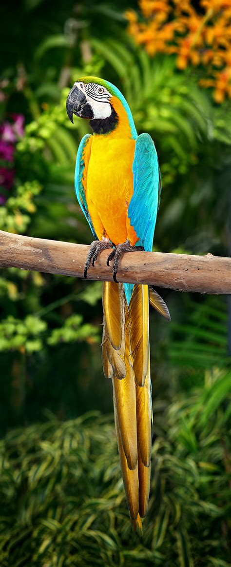 Blue And Gold Macaw Rio Wiki Fandom Powered By Wikia