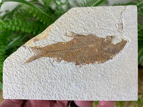 Fossil Fish Green River Formation 14
