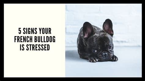 5 Signs Your French Bulldog Is Stressed French Bulldog Texas