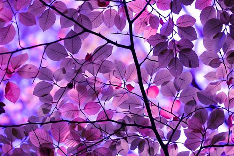 Purple Leaves Wallpapers High Quality | Download Free