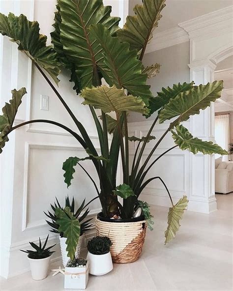 13 Best Large Foliage Houseplants Indoor Plants With Big Leaves