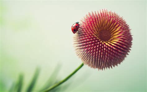 Ladybug On Pencil Flower 4k Wallpapers Wallpapers Hd