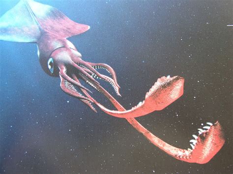 深海生物 ダイオウホウズキイカ とは？生態・特徴を徹底解説！