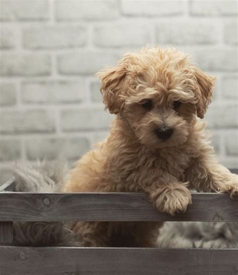 Maltipoo Puppy Pros And Cons Making Sure A Maltipoo Is Right For You