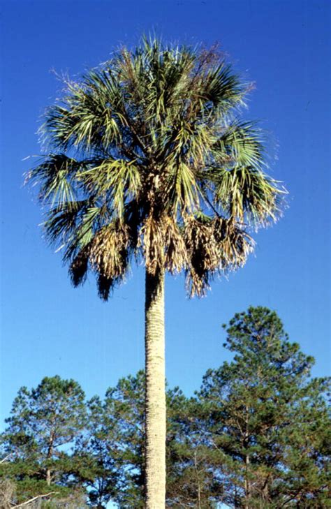 Coconut palms are a popular species of palm tree in florida that has long curving. Florida Memory • State tree of Florida