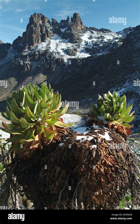 Vegetation On Mount Kenya Kenya Africa Stock Photo Alamy