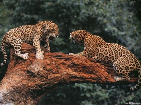 Safari Animal Wallpaper Wallpapersafari