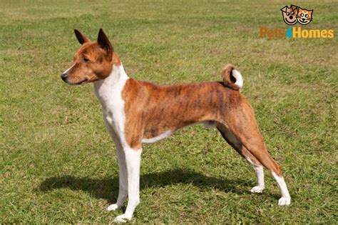 Basenji Dog Breed Information Buying Advice Photos And