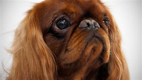 English Toy Spaniel Dog Breed Selector Animal Planet