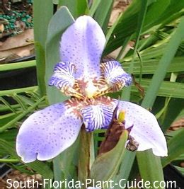 Use as a deer resistant hedge, edging or potted plant in waterwise landscapes. Irises of South Florida
