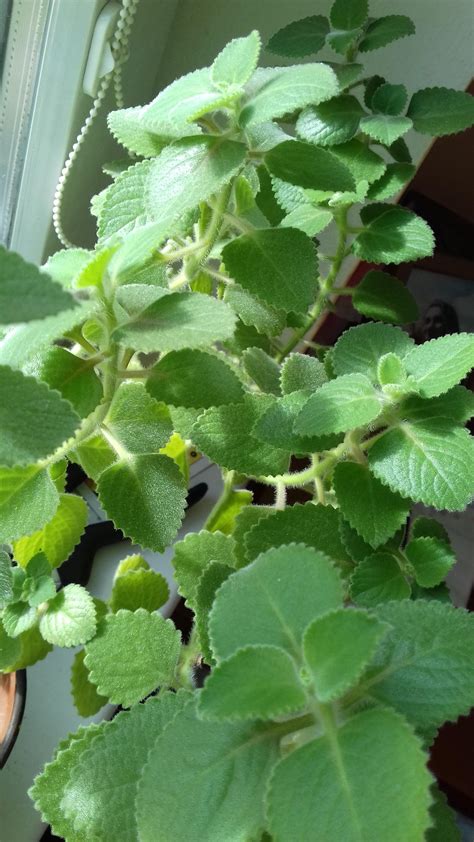 Which genus of Plectranthus is this? : whatsthisplant