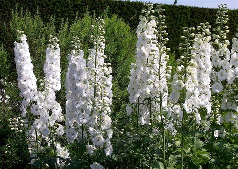 Delphinium Flowers White 2000 X 1430