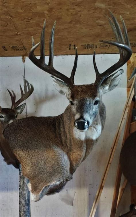 32 Best Deer Pedestal And Wall Mounts Images On Pinterest Taxidermy
