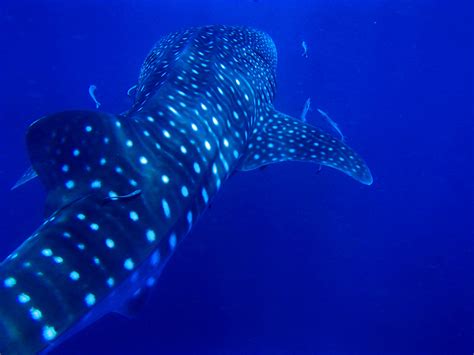 Spotted Whale Shark Free Image Peakpx