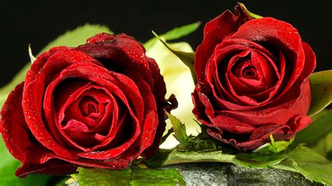 Hintergrundbild „rosen und wassertropfen herunterladen. Die 67+ Besten Rosa Rosen Hintergrundbilder
