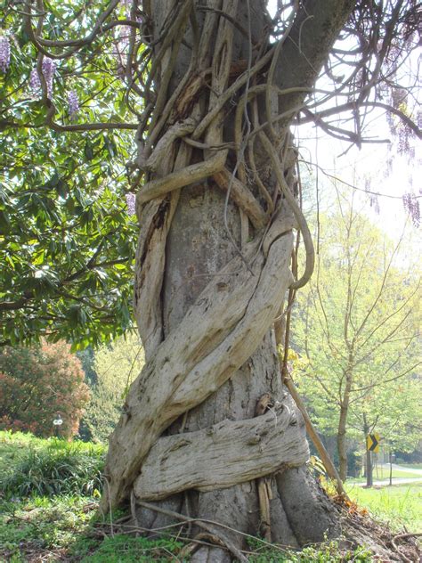 Wisteria trees need tons of sunshine—at least 6 hours a day of it. Twining Vines #11 of 21 - White Lotus Judith Ragir