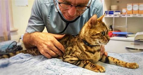 Not all heart murmurs are the same, and the vet will grade the murmur's intensity on a scale of one to six. Help! My Pet Has A Heart Murmur | Walkerville Vet