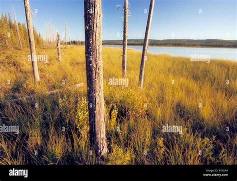 Boggy Lake Alberta Canada Stock Photo Alamy